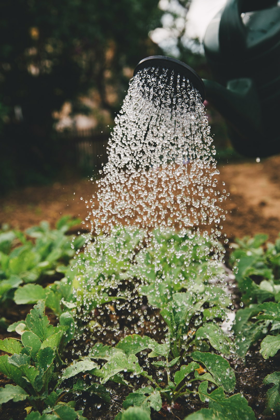 Starting Your Own Vegetable Garden